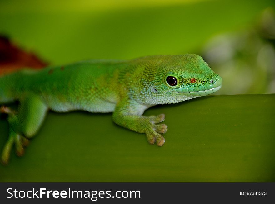 Madagascan Day Gecko &x28;7&x29;