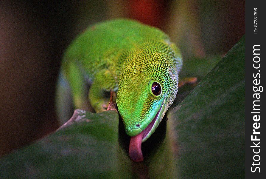 Madagascan Day Gecko &#x28;1&#x29;