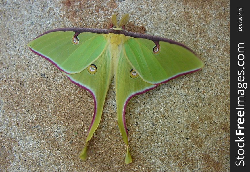 Moth Top View