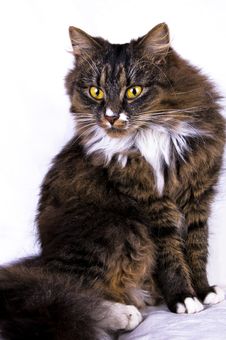 Cat Royalty Free Stock Photography Cat Royalty Free Stock Photography