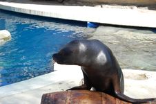 Seal At Zoo Stock Images