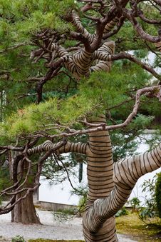 Japanese Pine Tree Stock Images Japanese Pine Tree Stock Images