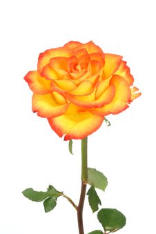 Bright, Tea Rose. Royalty Free Stock Photos Bright, Tea Rose. Royalty Free Stock Photos