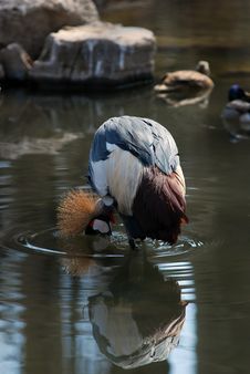 African Crowned Crane In Water Royalty Free Stock Photo African Crowned Crane In Water Royalty Free Stock Photo