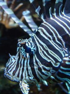 Lionfish Or Scorpion Fish Macro Royalty Free Stock Images Lionfish Or Scorpion Fish Macro Royalty Free Stock Images