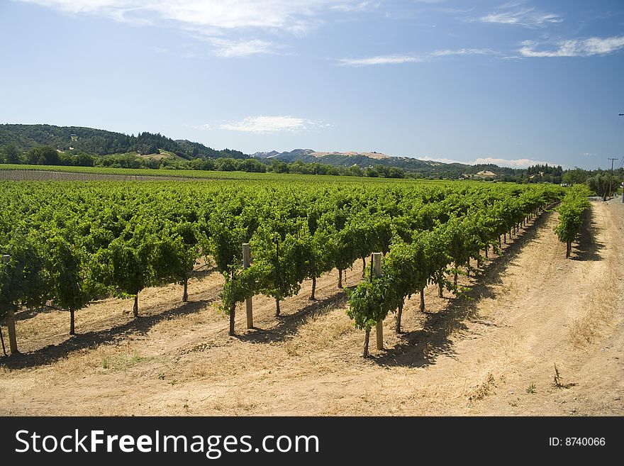 A beautiful row of grapes from Dry Creek Valley. A beautiful row of grapes from Dry Creek Valley.