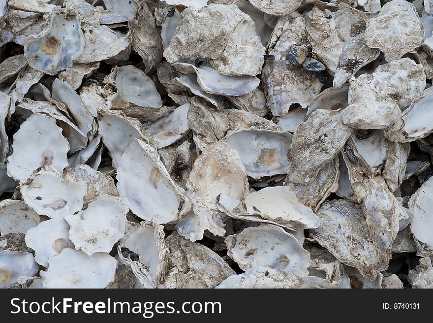 Heap of cleaned out oyster shells. Heap of cleaned out oyster shells
