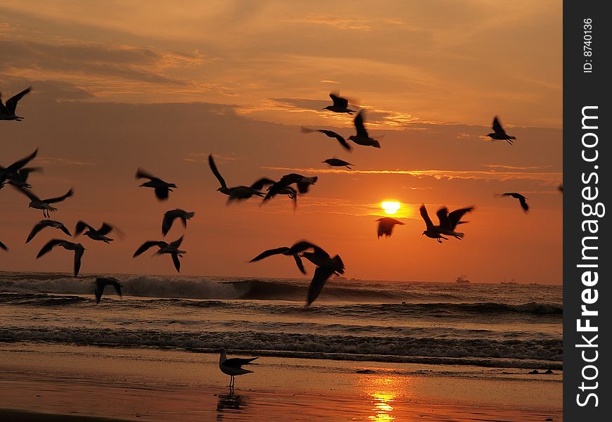 Gulls And The Beach