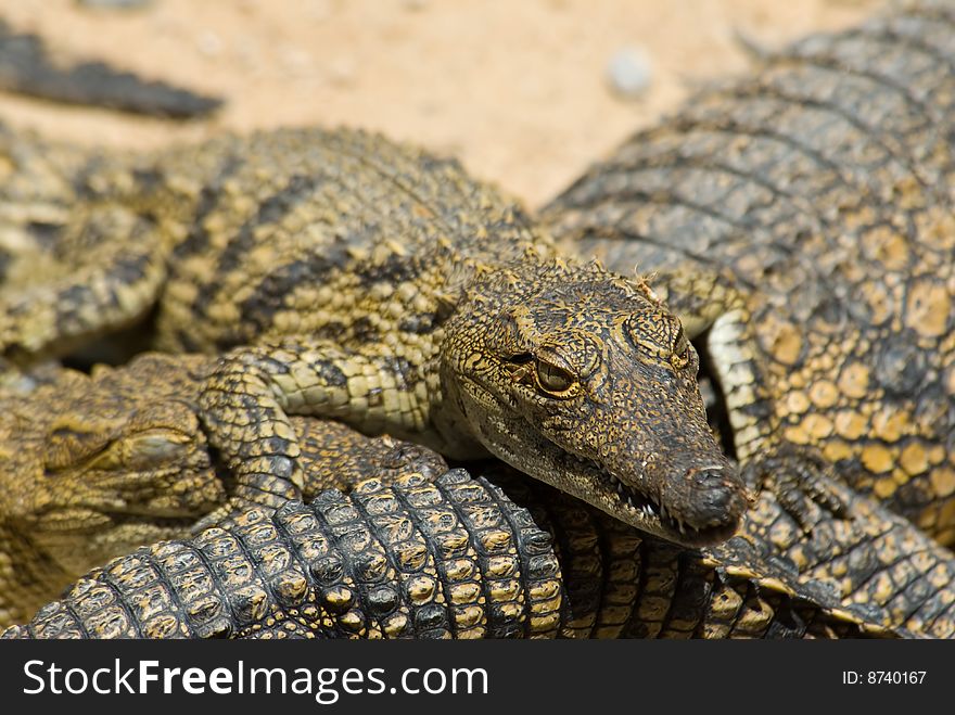 A lot of young crocodils in a farm