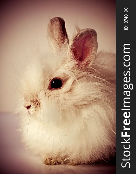 White beautiful fluffy rabbit close-up. White beautiful fluffy rabbit close-up