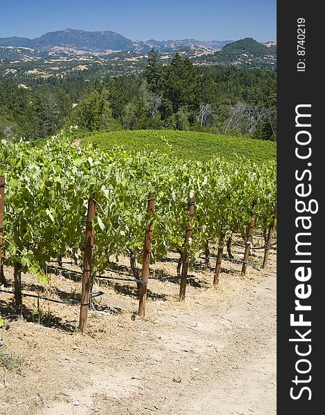 A view of a mountain-side vineyard with Mount St. Helena in the background. A view of a mountain-side vineyard with Mount St. Helena in the background.