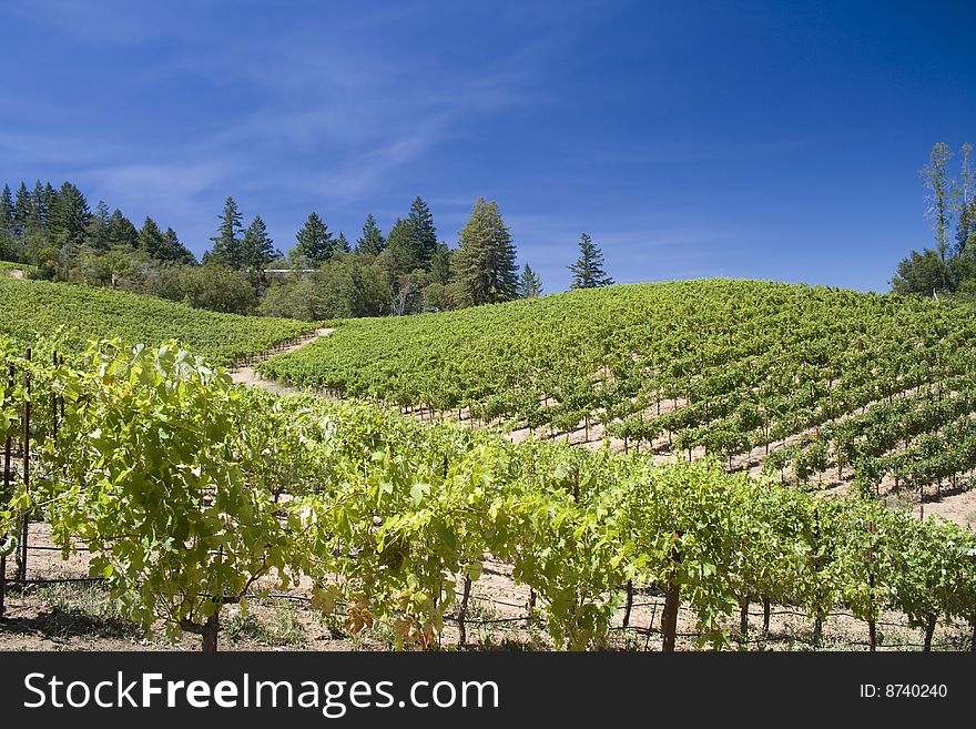 A gorgeous view looking up of rows of grapes. A gorgeous view looking up of rows of grapes