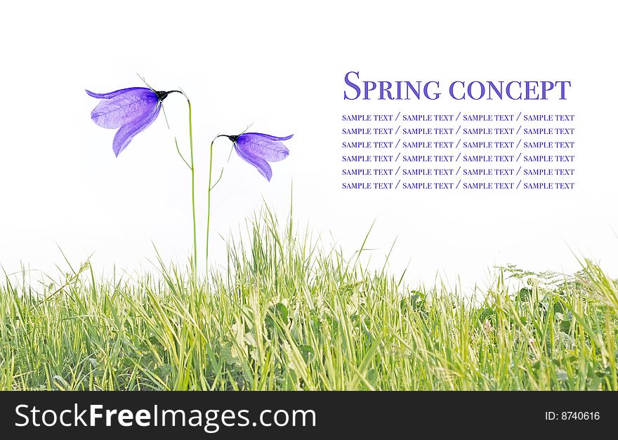 Spring concept. young purple flowers against white background