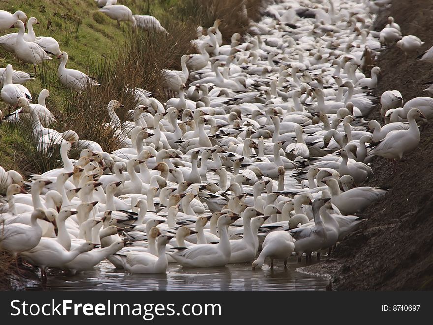Mass of snow geese crossing ditch
