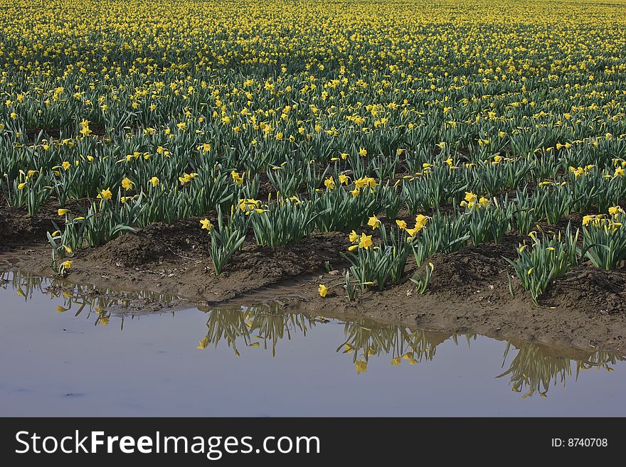 Carpet of spring daffodils growing in field with reflections. Carpet of spring daffodils growing in field with reflections