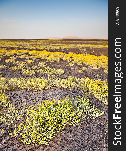 Wild flowers during spring season around Erg Chebbi desert, Maroc. Vertical frame. Wild flowers during spring season around Erg Chebbi desert, Maroc. Vertical frame.