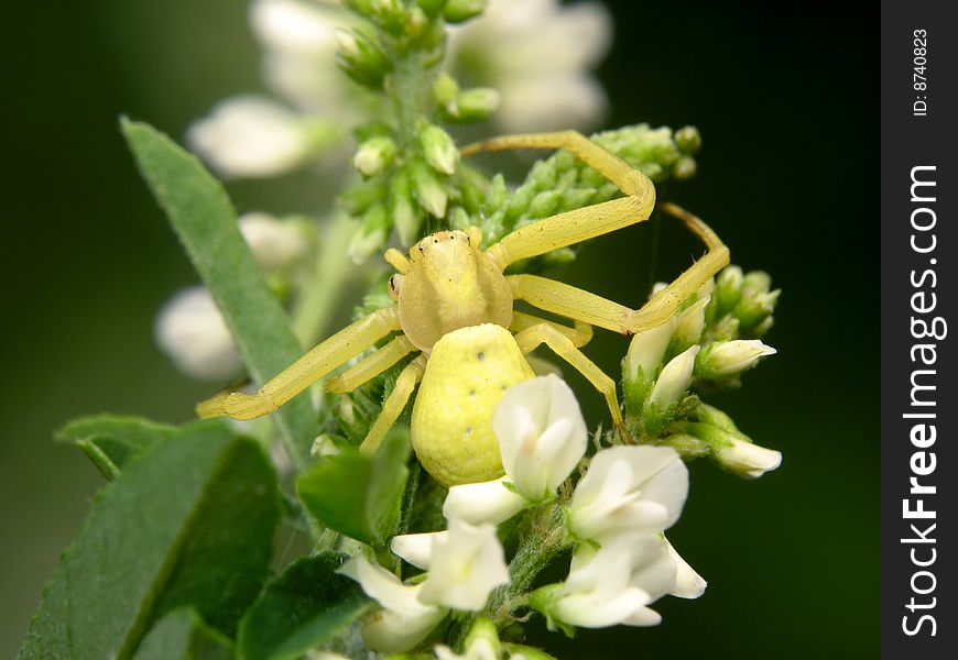 Misumena vatia on a flower