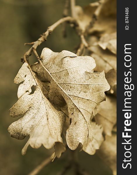 Close up of dry dead leaves in autumn