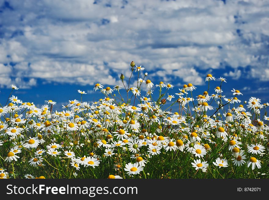 Ð¡hamomile flowers in a meadow in the sunny day. Ð¡hamomile flowers in a meadow in the sunny day