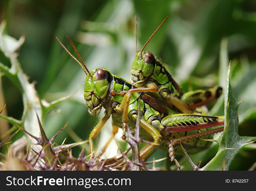 Grasshoppers in National Park Muntii Ceahlau, Romania