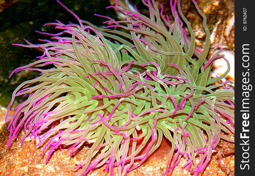 A pink / green anemone spreads its bright and coloured tentacles in the Lisbon Oceanarium in Portugal - Europe. A pink / green anemone spreads its bright and coloured tentacles in the Lisbon Oceanarium in Portugal - Europe.