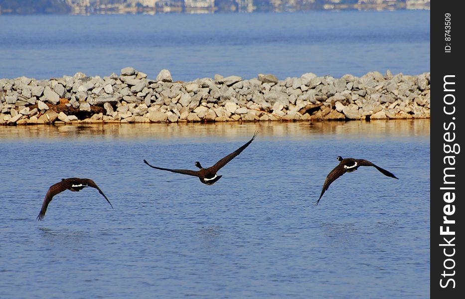 A trio of wild geese taking flight over a lake. A trio of wild geese taking flight over a lake.