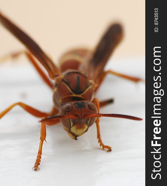 A red wasp standing its ground.