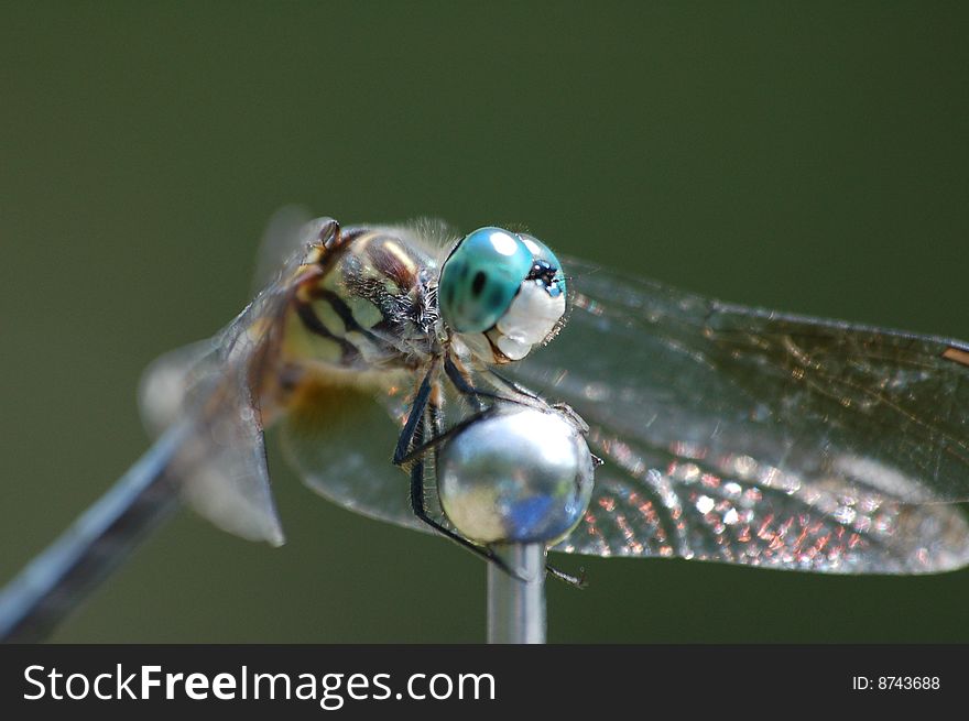 A dragonfly resting on a car antenna. A dragonfly resting on a car antenna