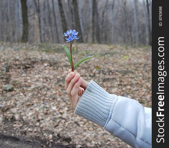 Blue spring flowers in hand outdoor