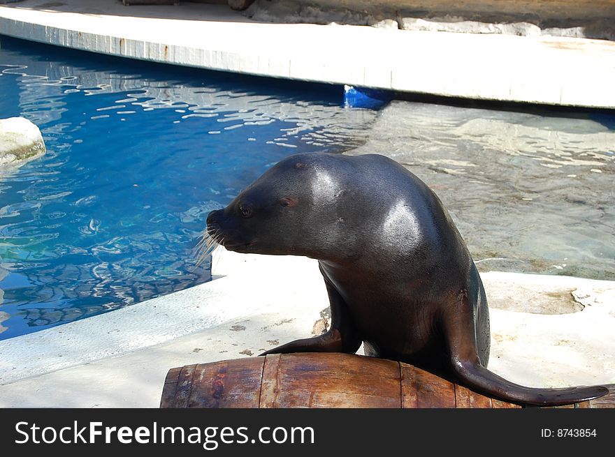 Seal At Zoo