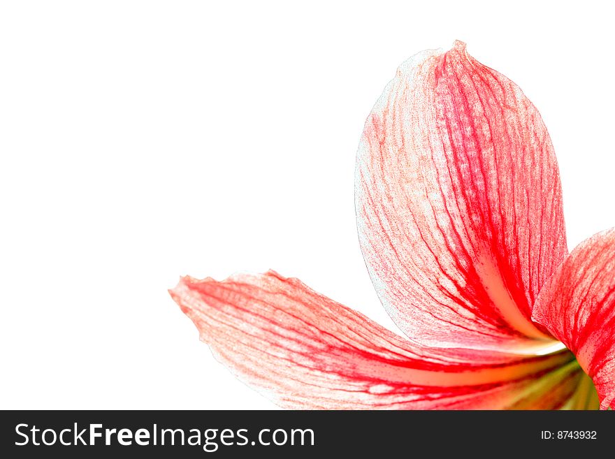 Red lily, isolated on white