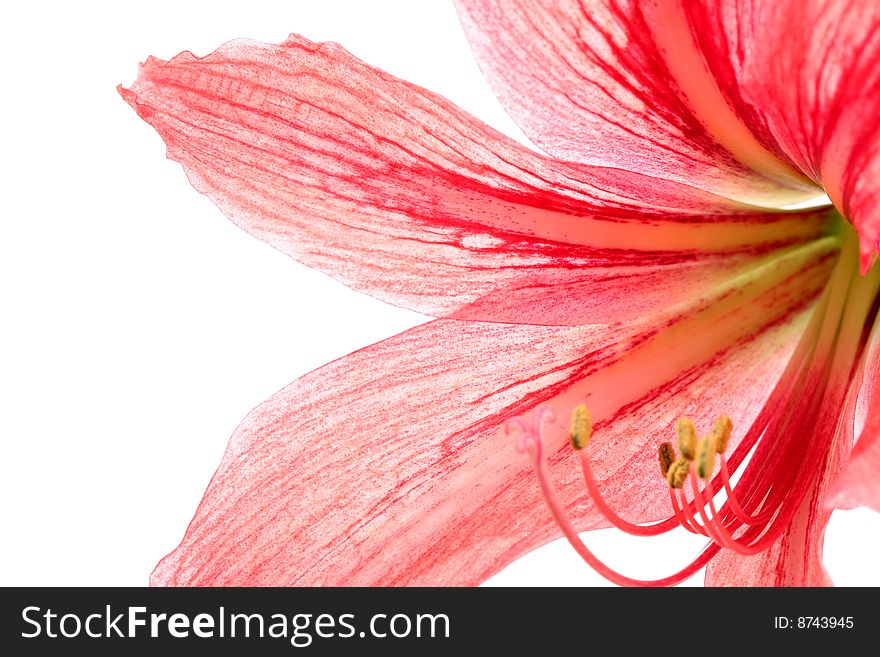 Red lily, isolated on white