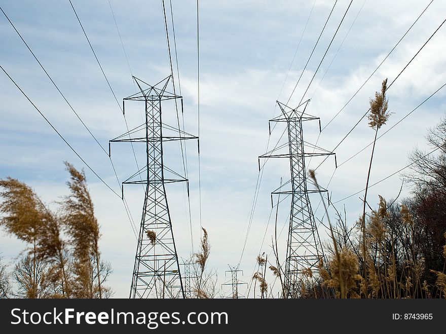 Power Line Towers And Bulrush