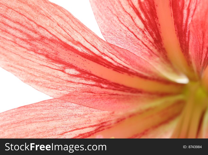 Red lily, isolated on white