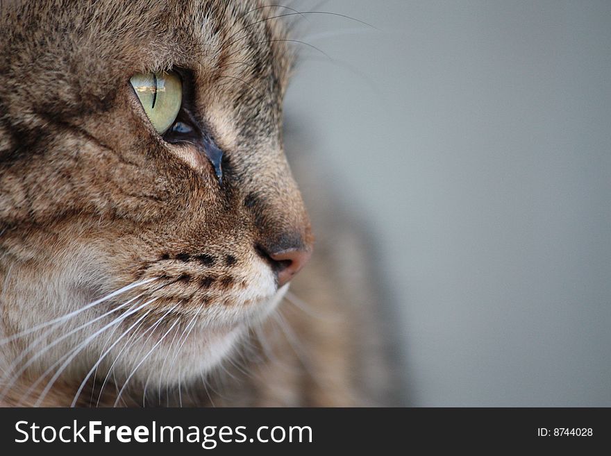 Cat focused on something in nature. Cat focused on something in nature