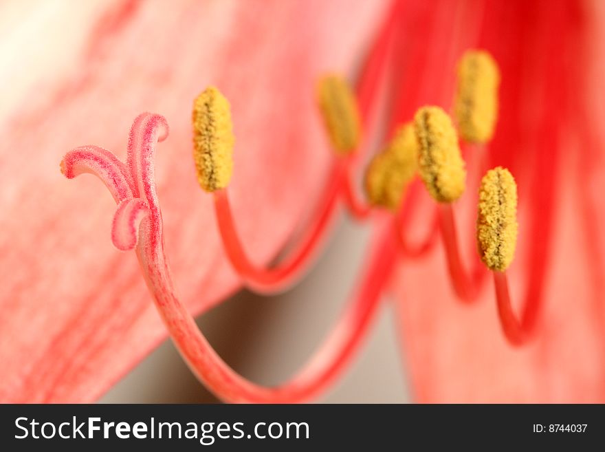 Red lily, pestil and stamens