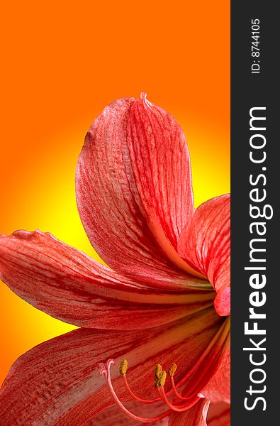 Red lily, on gradient background