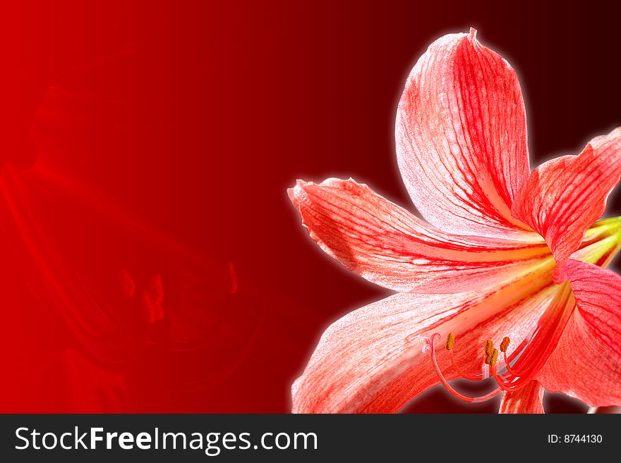 Red lily, on gradient background