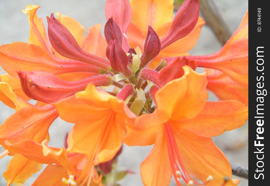 A cluster of orange and red flowers found while wandering around a nursery.
