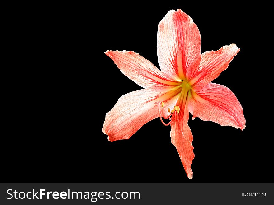 Red lily, isolated on black