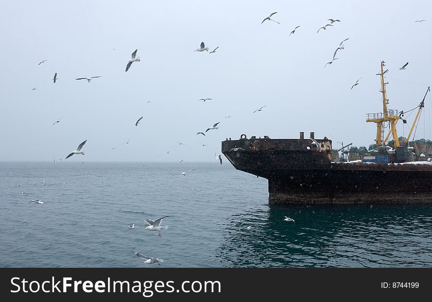 Industrial ship beside coast Kamchatka during snowfall