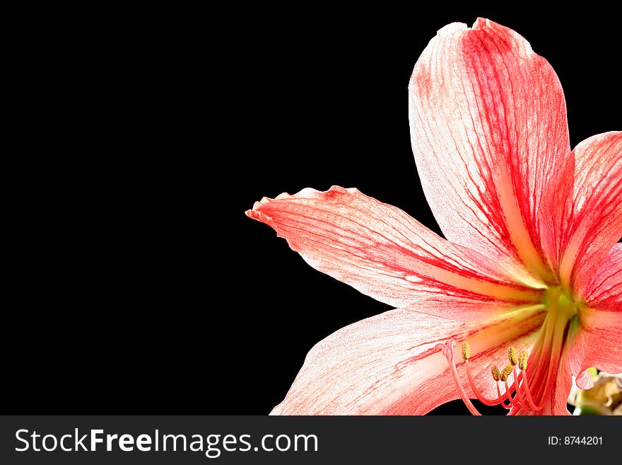 Red lily, isolated on black