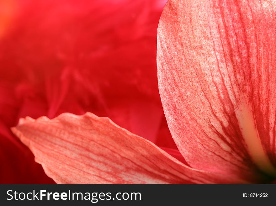 Red lily, petal backrgound 1