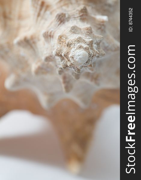 Image of a conch seashell on white background