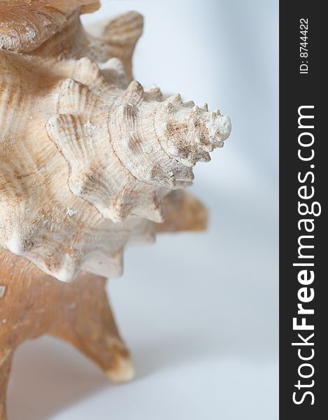 Image of a conch seashell on white background