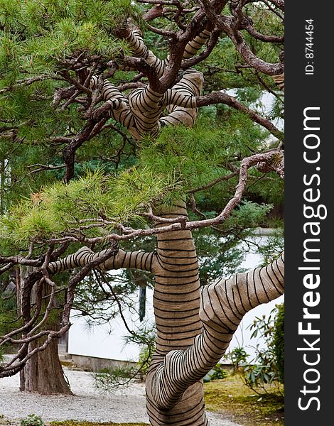 Japanese pine in zen-garden, Nanzenji shine, Kyoto. Japanese pine in zen-garden, Nanzenji shine, Kyoto.