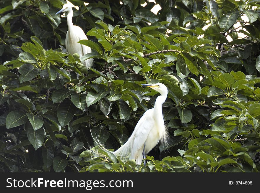Habitats of egrets in the trees
