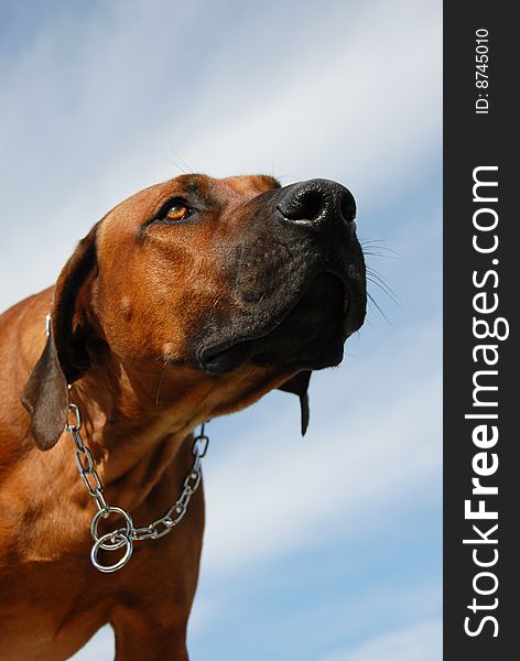 Portrait of a purebred Rhodesian Ridgeback in a blue sky