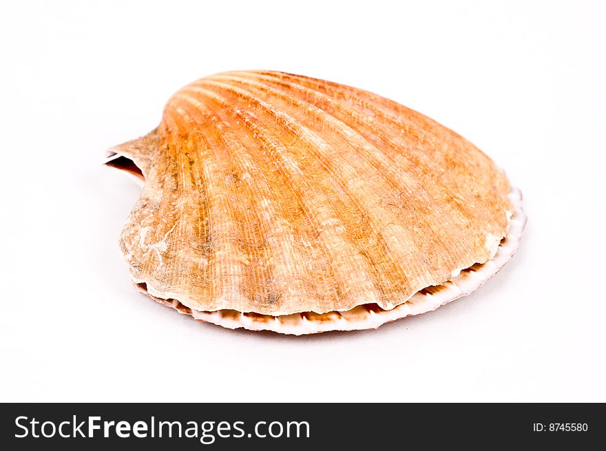 Shell isolated on white background