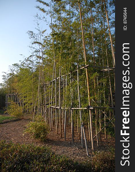 China southern bamboo